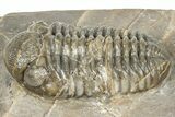 Three Colorful Phacopid (Austerops) Trilobites - Jorf Morocco #329072-9